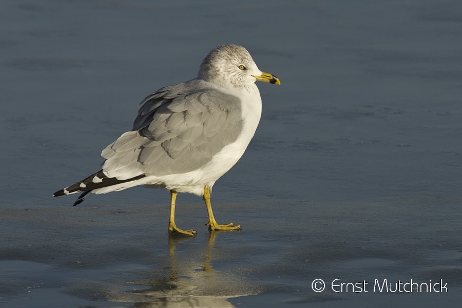 Ring-billed Gull - ML82759081