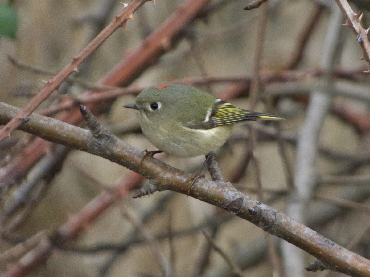 Ruby-crowned Kinglet - ML82759391