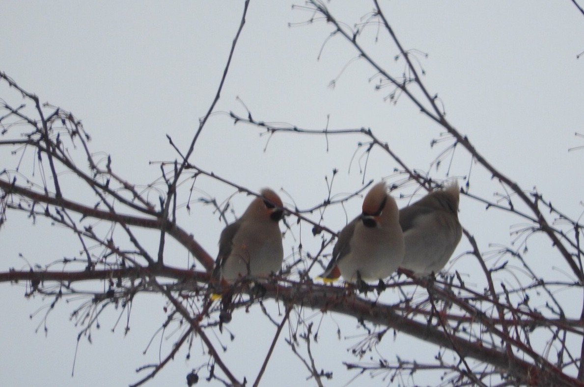 Bohemian Waxwing - Brooke Smith