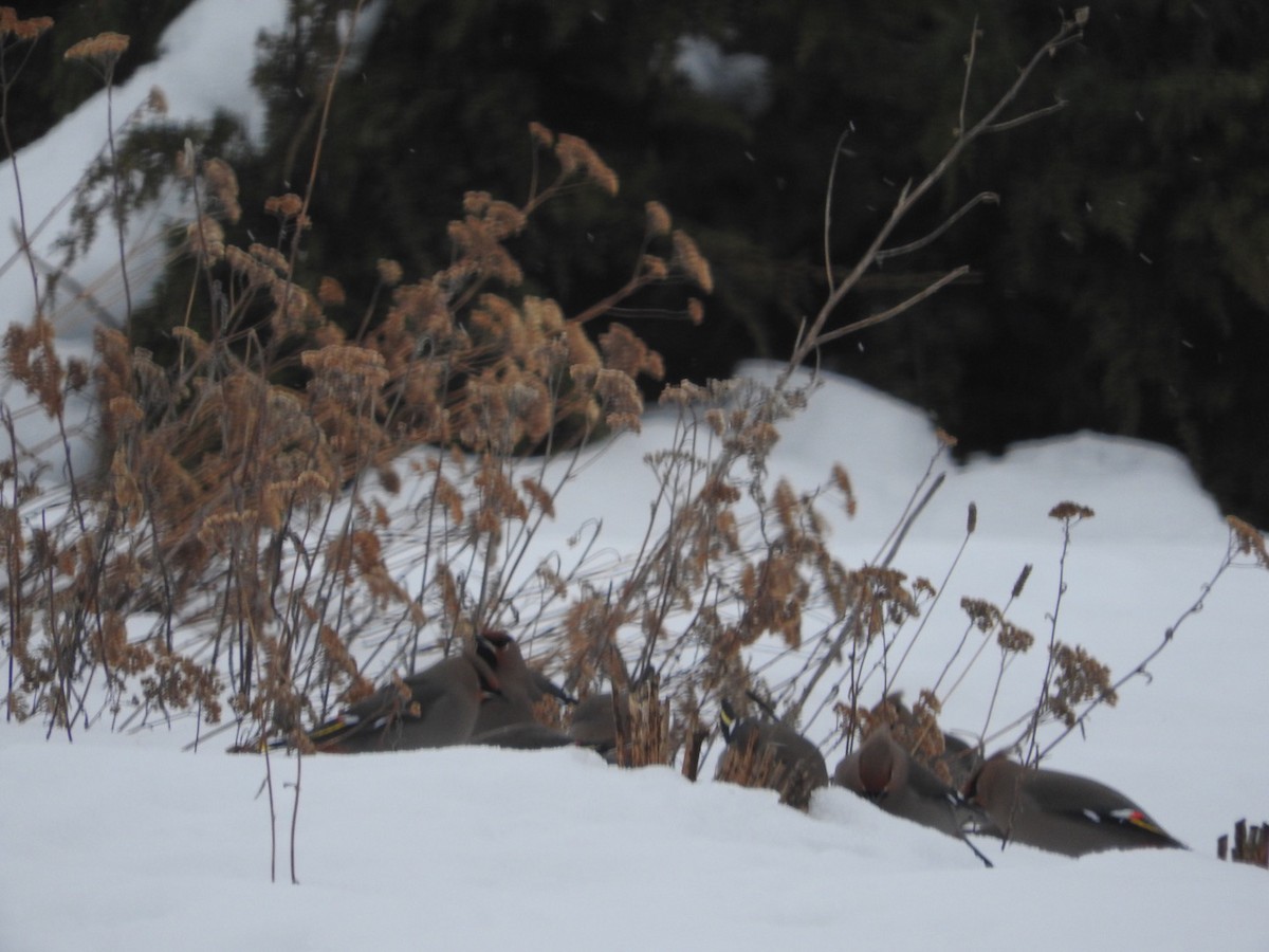Bohemian Waxwing - Brooke Smith
