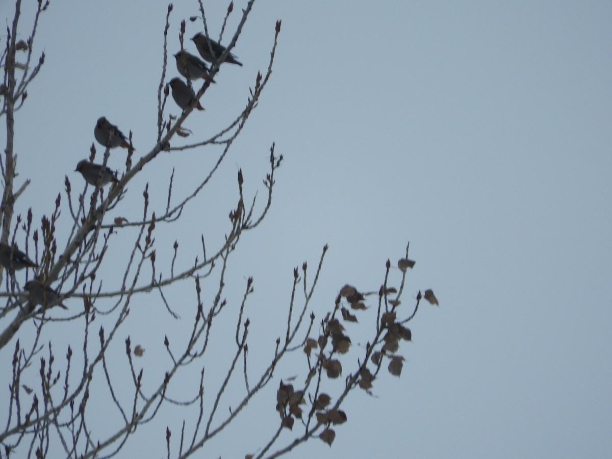 Bohemian Waxwing - ML82759641