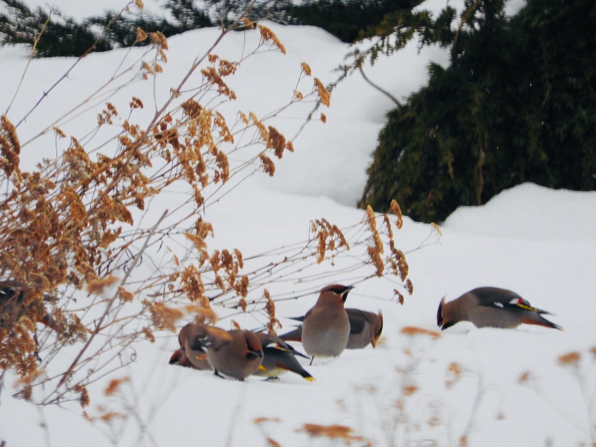 Bohemian Waxwing - ML82759651