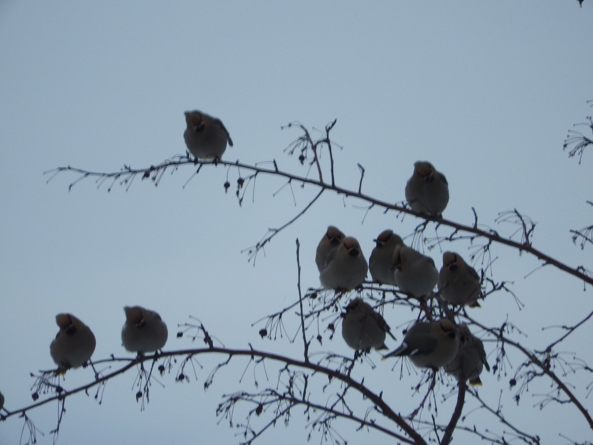 Bohemian Waxwing - ML82759681