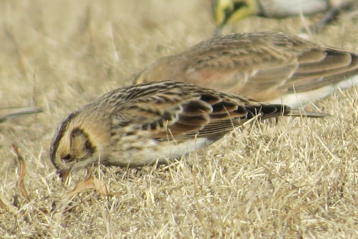 Lapland Longspur - ML82762321