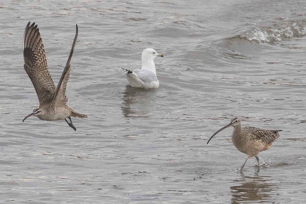 Whimbrel (Hudsonian) - ML82762431