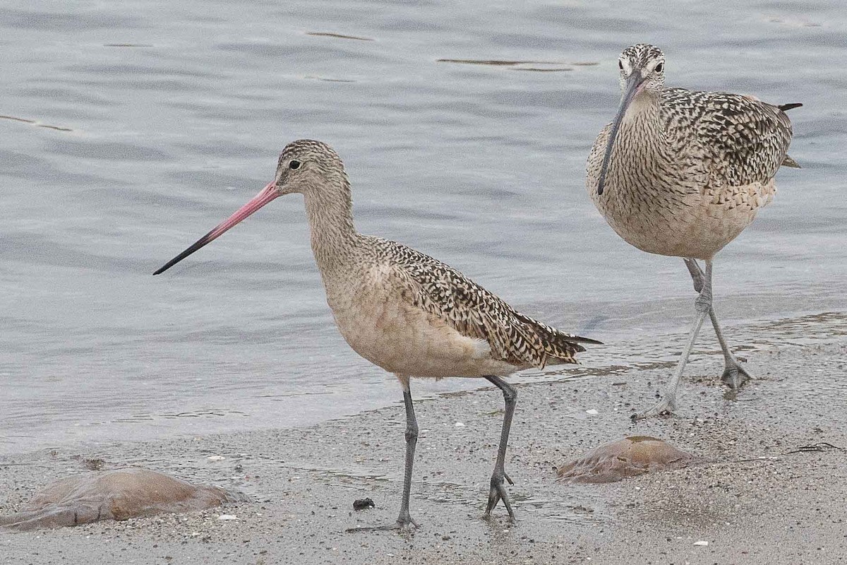 Marbled Godwit - ML82762531