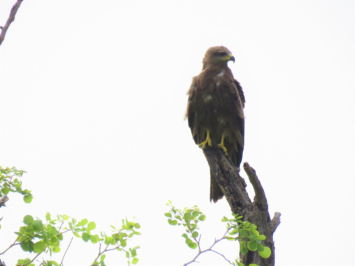 Black Kite - ML82764351