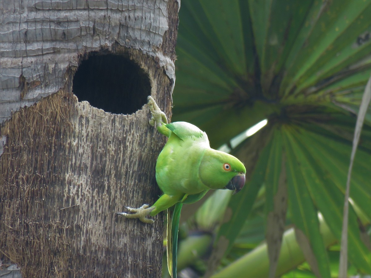 Rose-ringed Parakeet - ML82764781