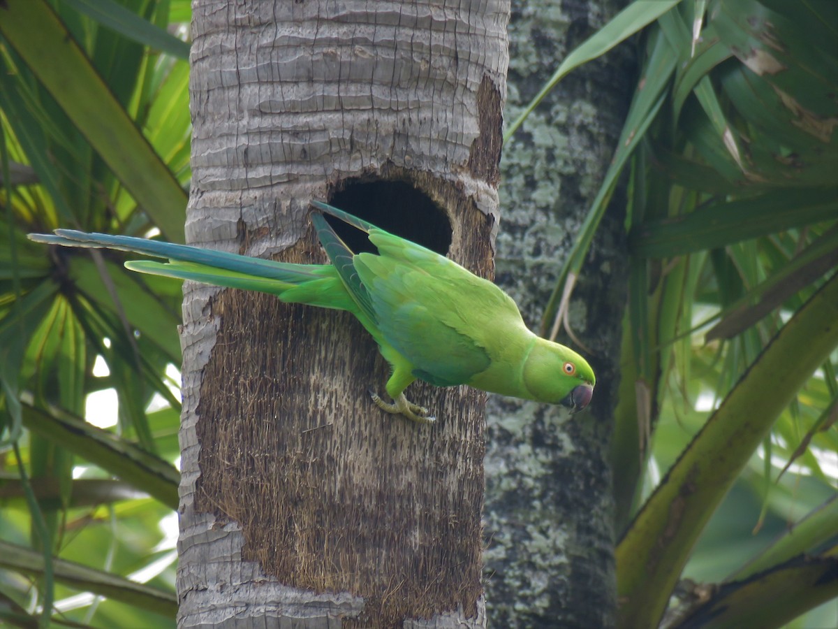 Rose-ringed Parakeet - ML82764971