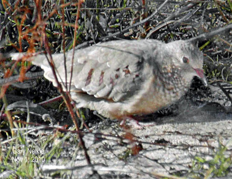 Common Ground Dove - ML82765131