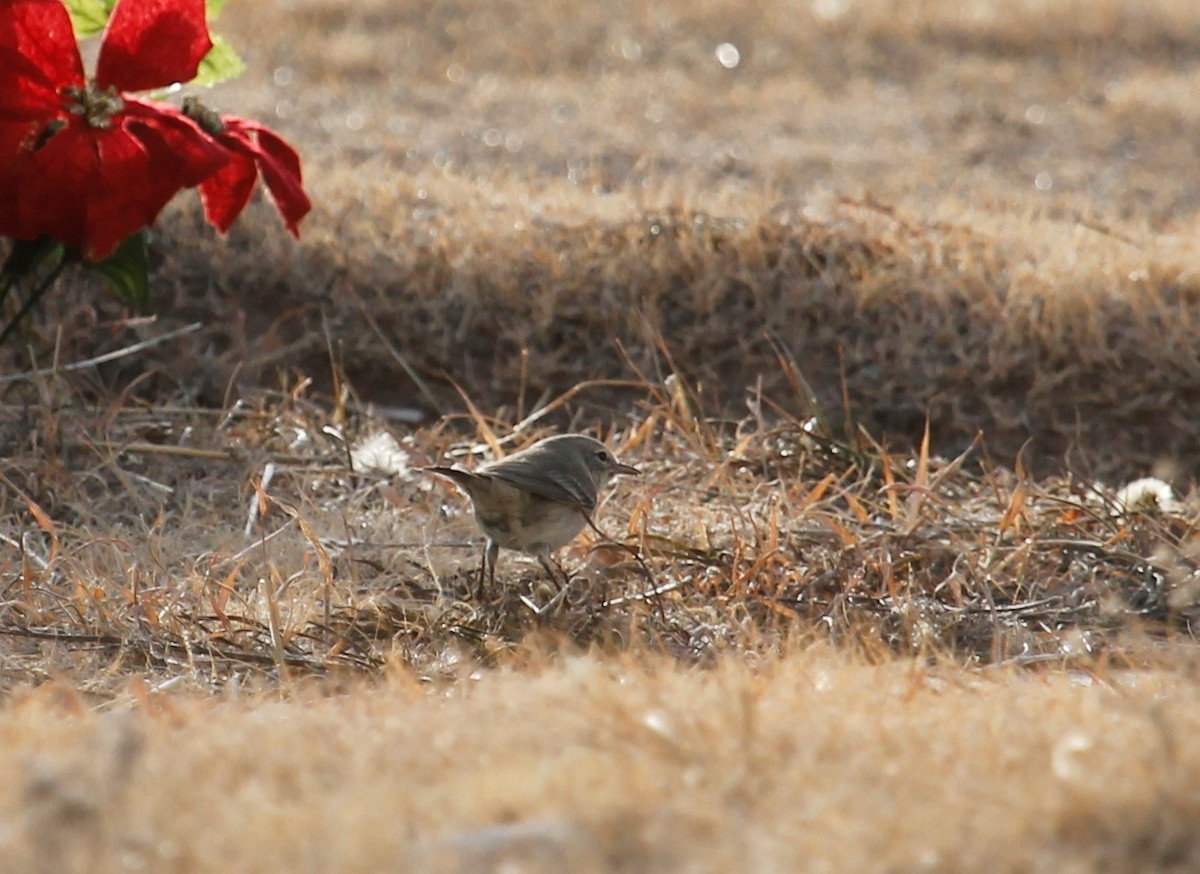 Pine Warbler - ML82765641