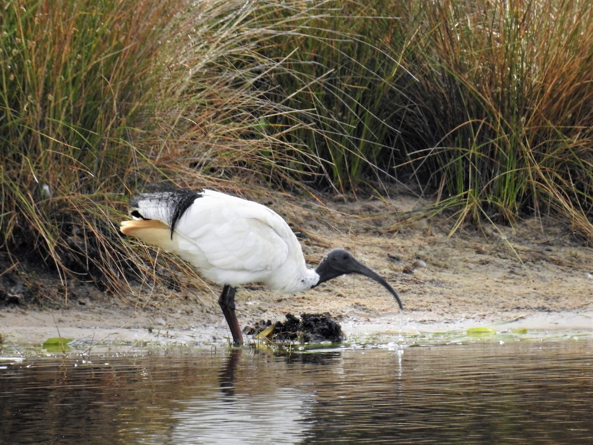 Ibis à cou noir - ML82766141