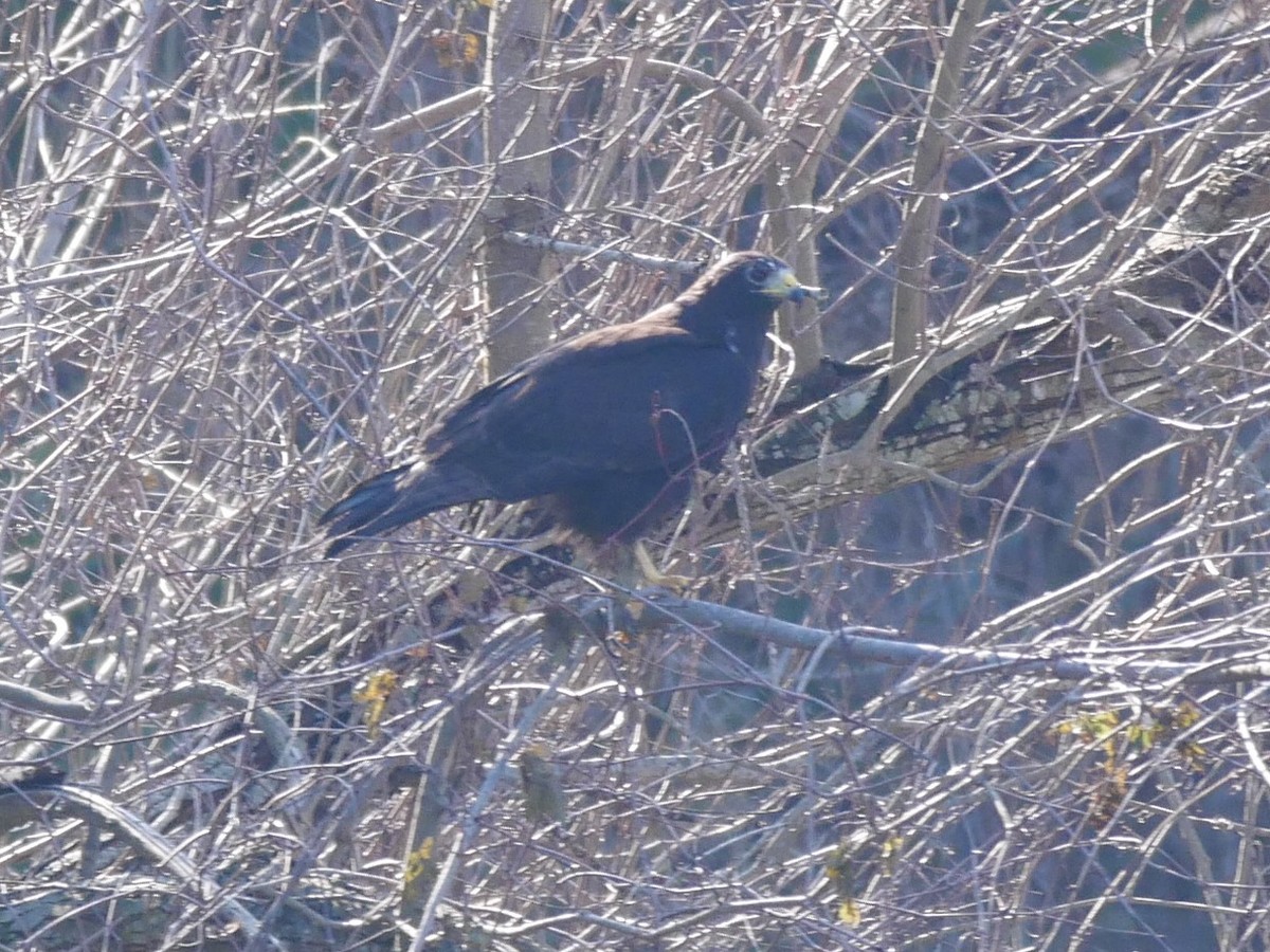 Zone-tailed Hawk - ML82766521