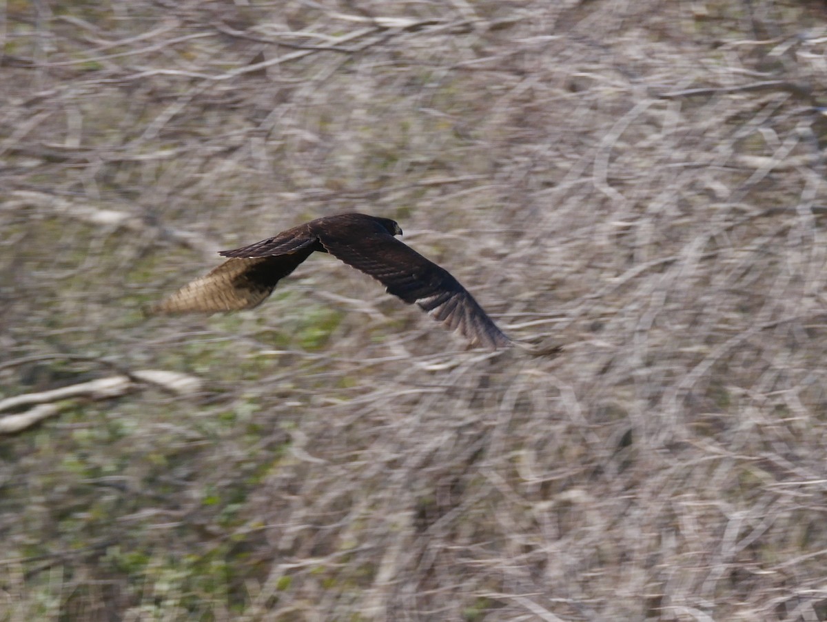 Zone-tailed Hawk - ML82766531