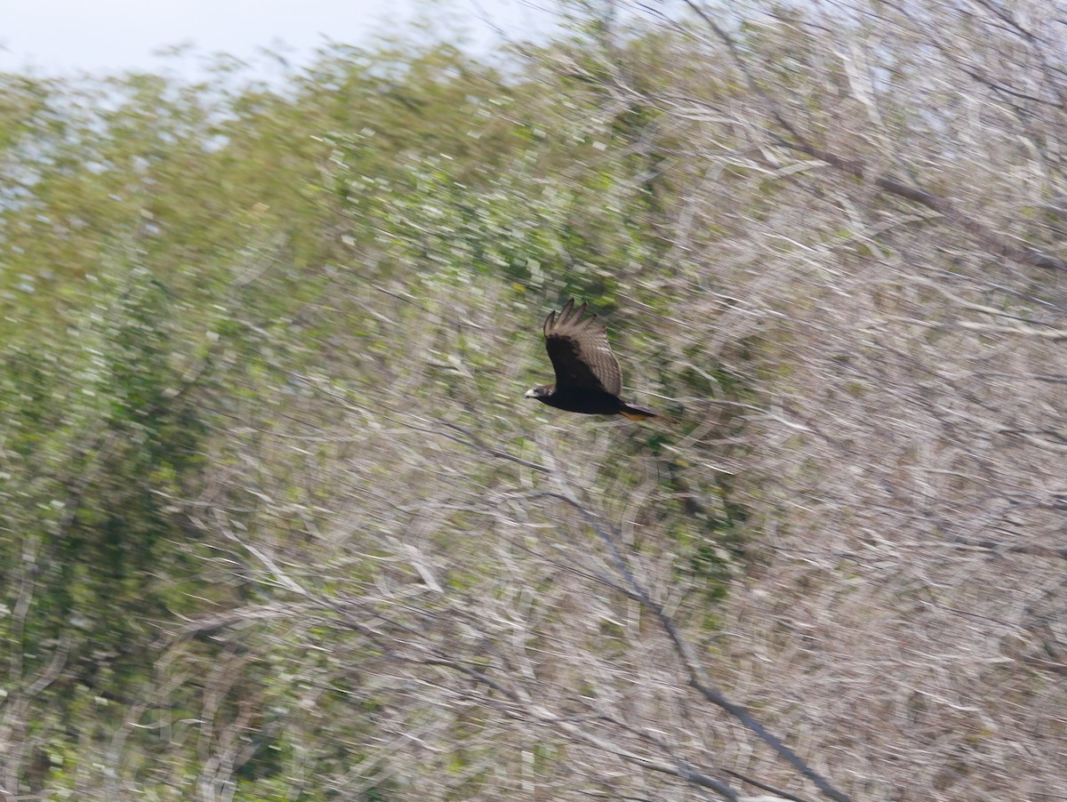 Zone-tailed Hawk - ML82766551