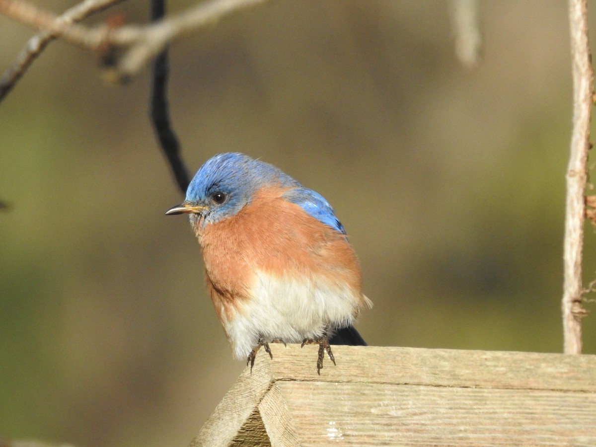 Eastern Bluebird - ML82767191