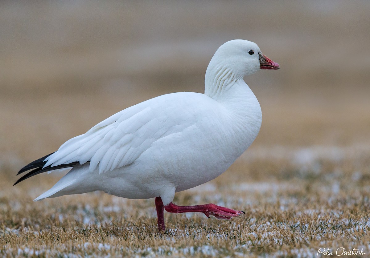 Ross's Goose - ML82767501