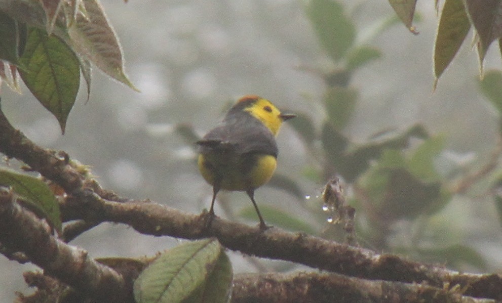 Collared Redstart - ML82770871