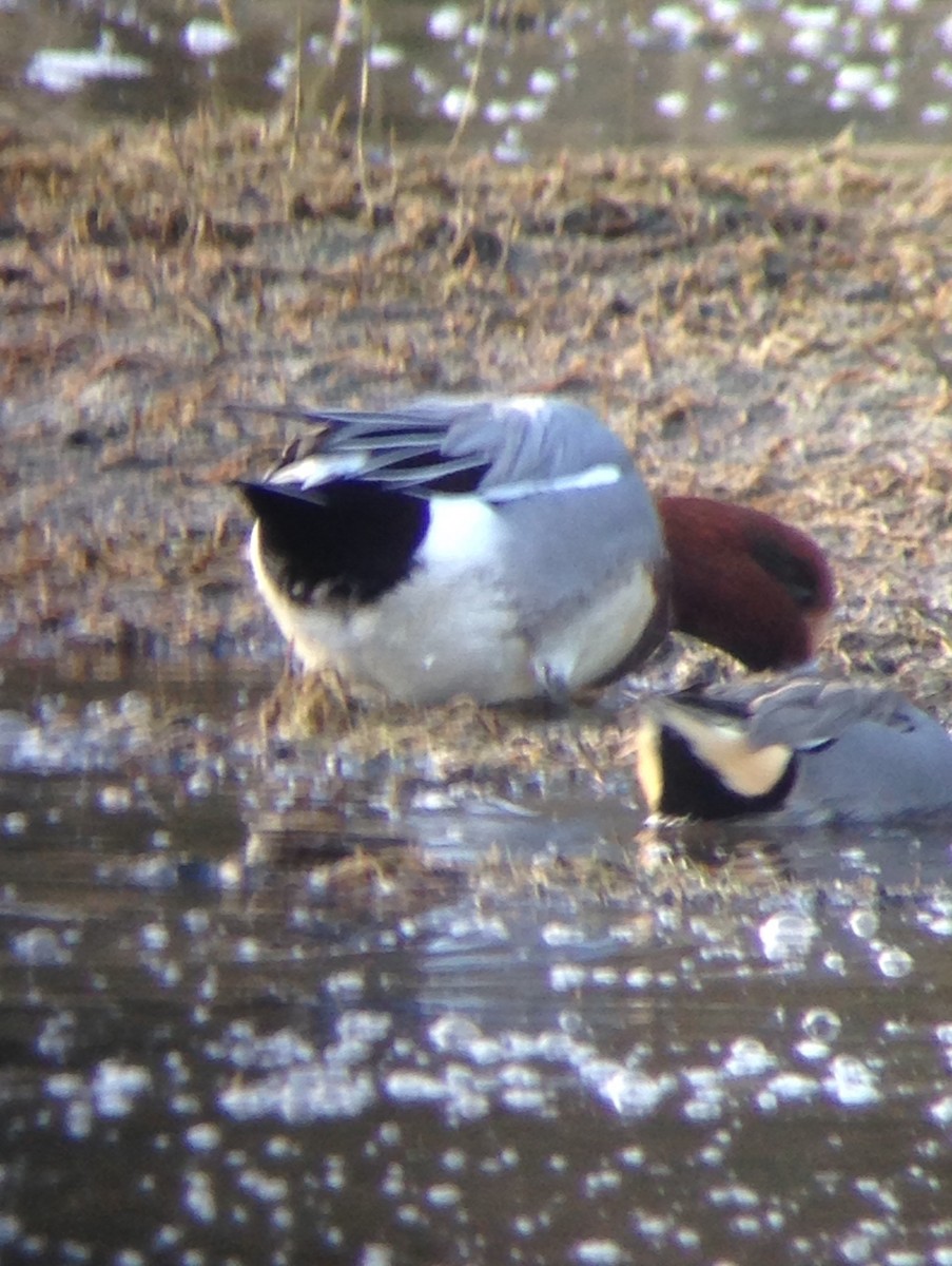 Eurasian Wigeon - ML82771111