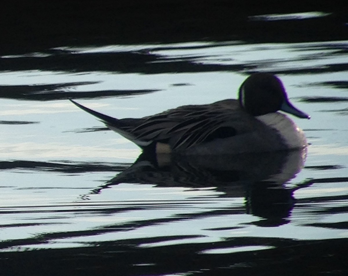 Northern Pintail - Carey Bergman