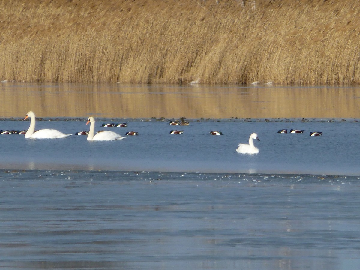 Tundra Swan - ML82773081