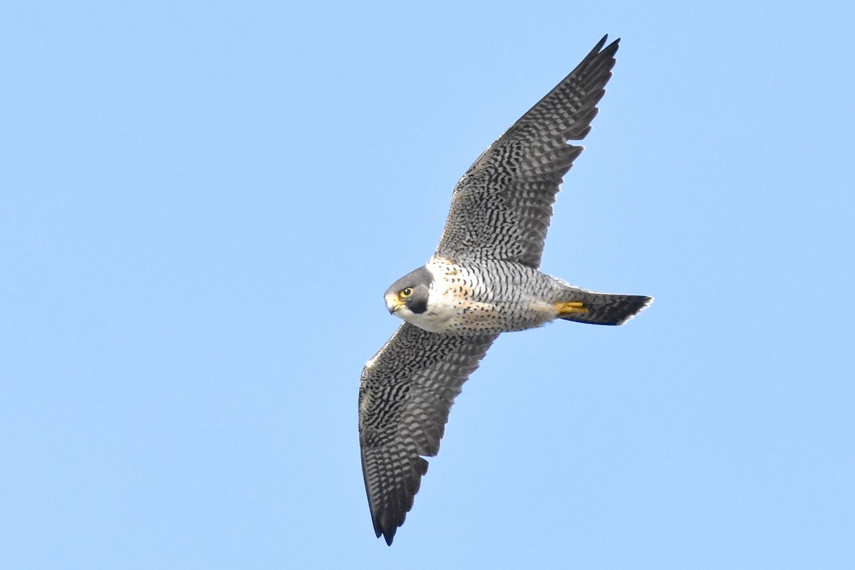 Halcón Peregrino - ML82773711