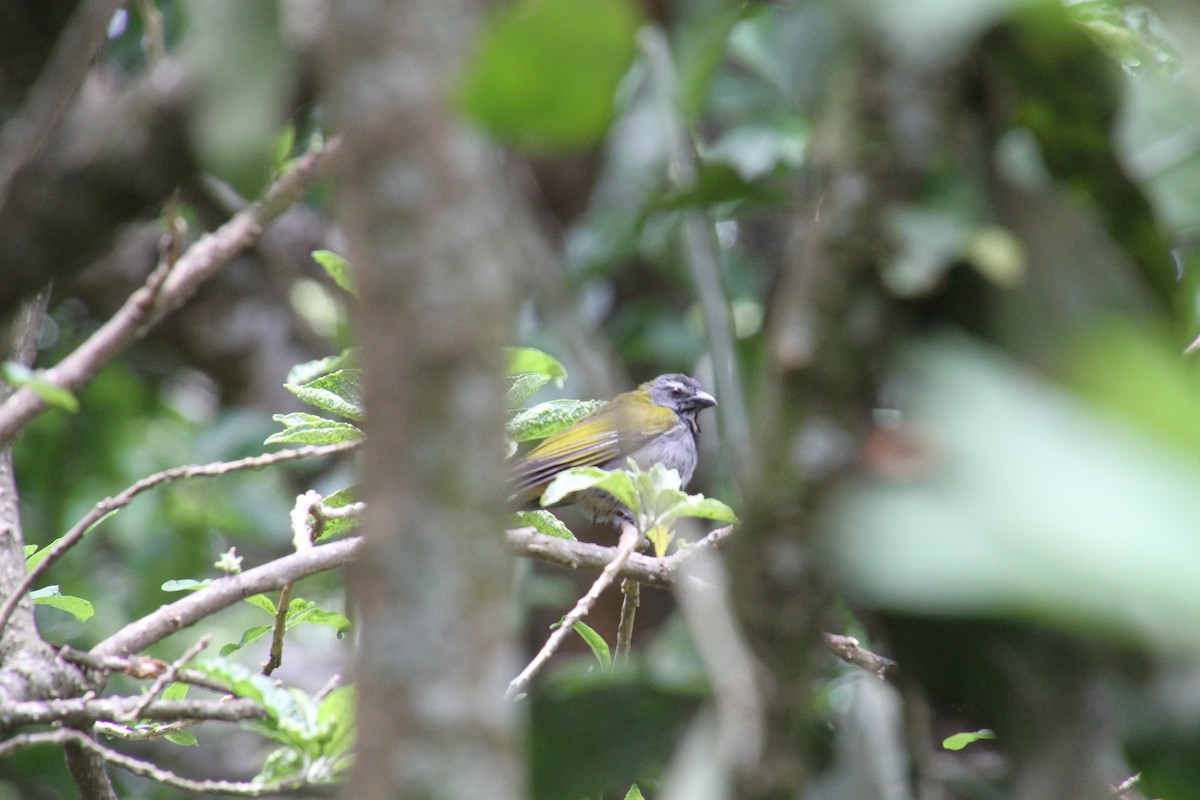 Buff-throated Saltator - ML82775151