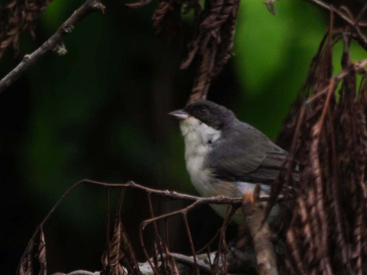 Black-capped Warbling Finch - ML82776231