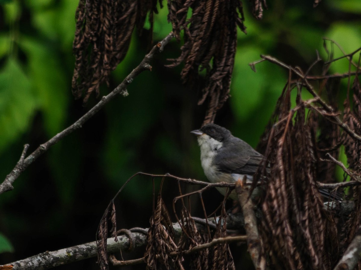 Black-capped Warbling Finch - ML82776241
