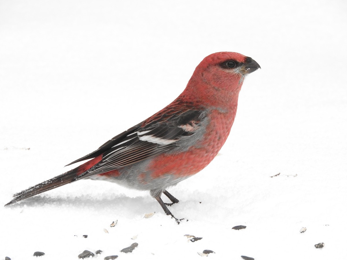 Pine Grosbeak - ML82776351