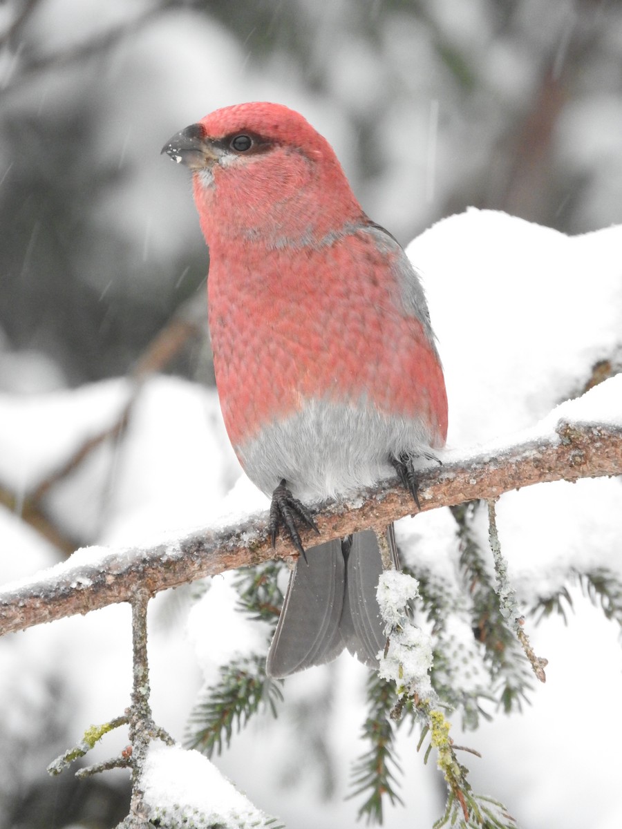 Pine Grosbeak - ML82776361
