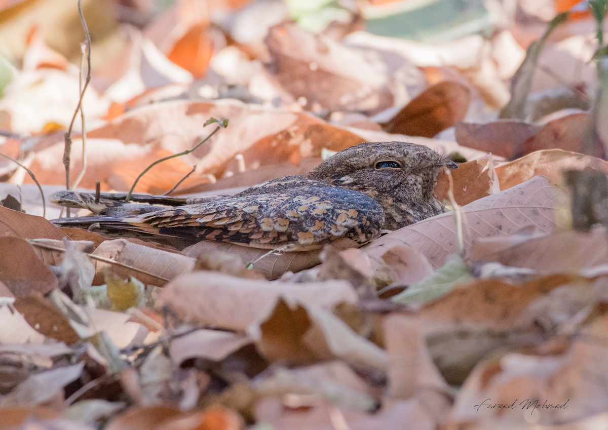 Engoulevent affin - ML82776671