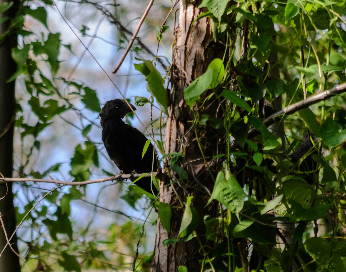 Smooth-billed Ani - ML82776821