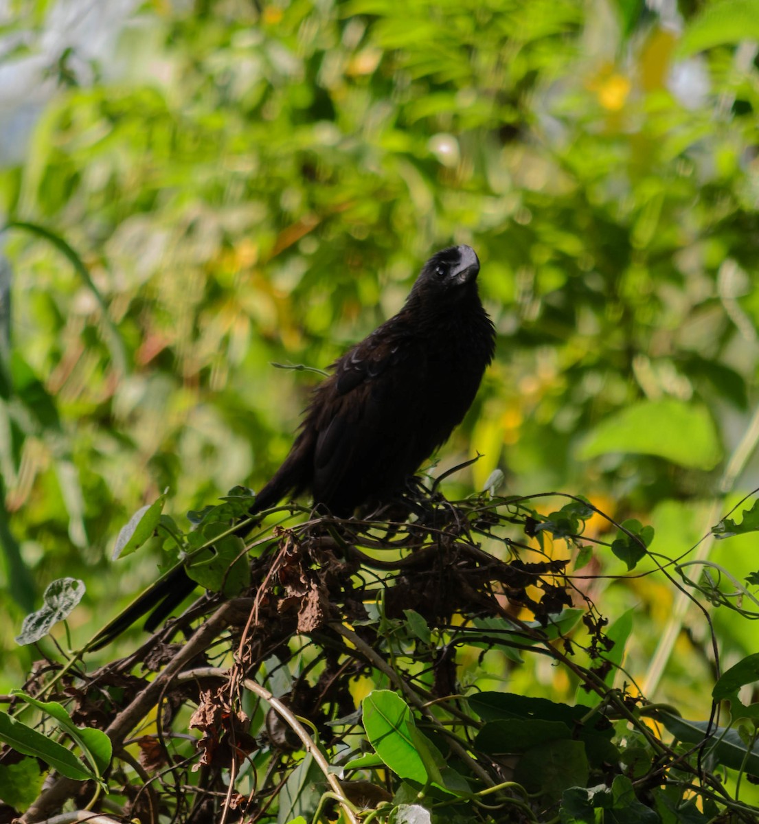 Smooth-billed Ani - ML82776831