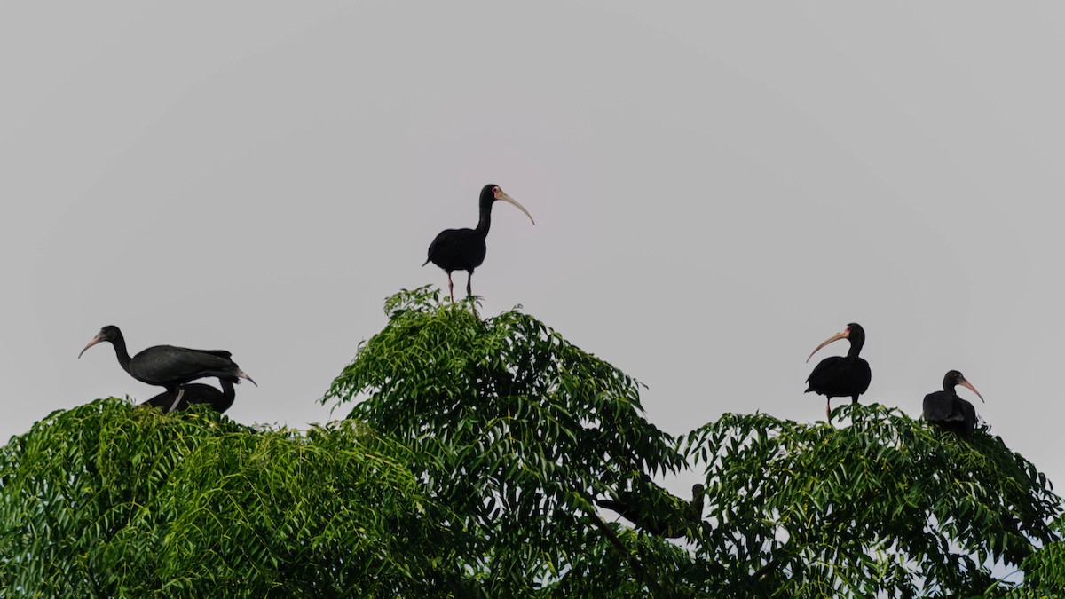 ibis tmavý - ML82778261