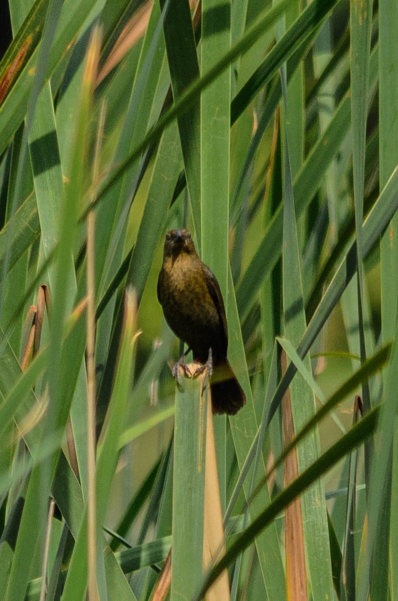 Chestnut-capped Blackbird - ML82778621