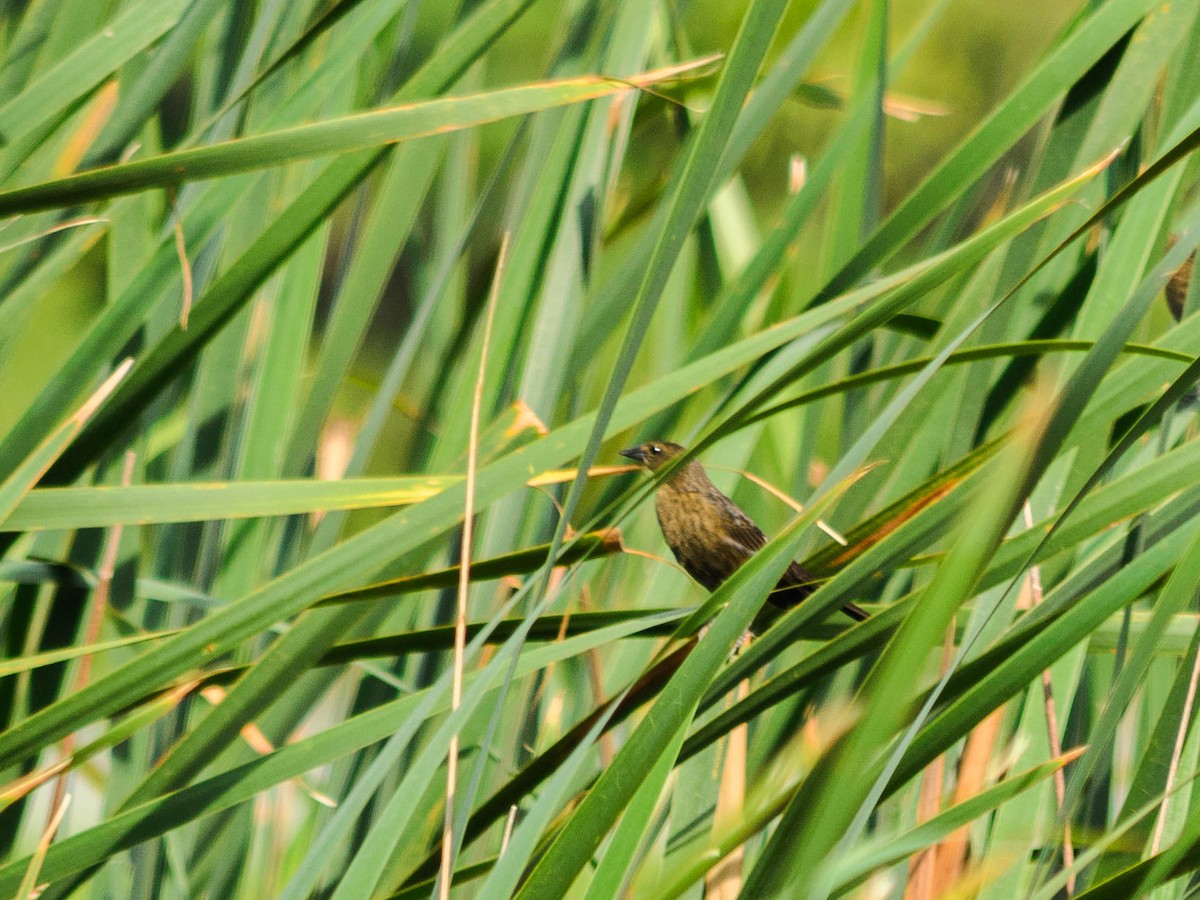 Chestnut-capped Blackbird - ML82778631