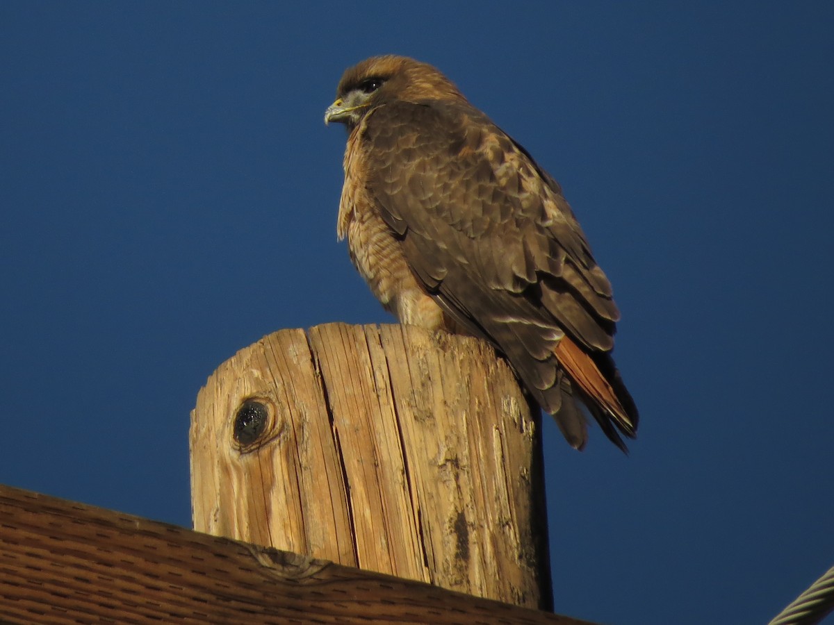 Red-tailed Hawk - Javier Vazquez