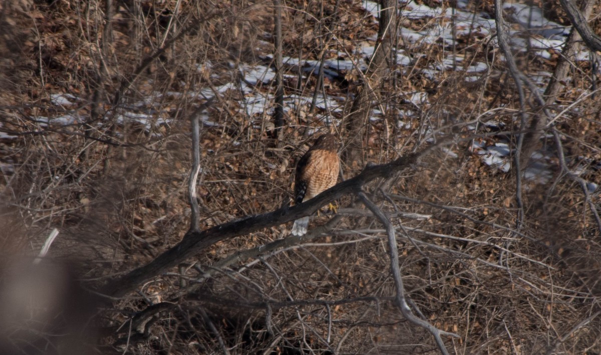Red-shouldered Hawk - ML82779491