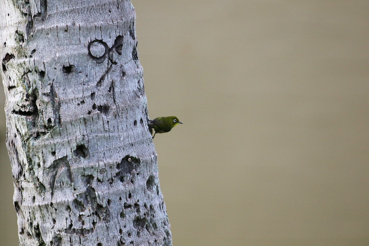 Warbling White-eye - ML82779611