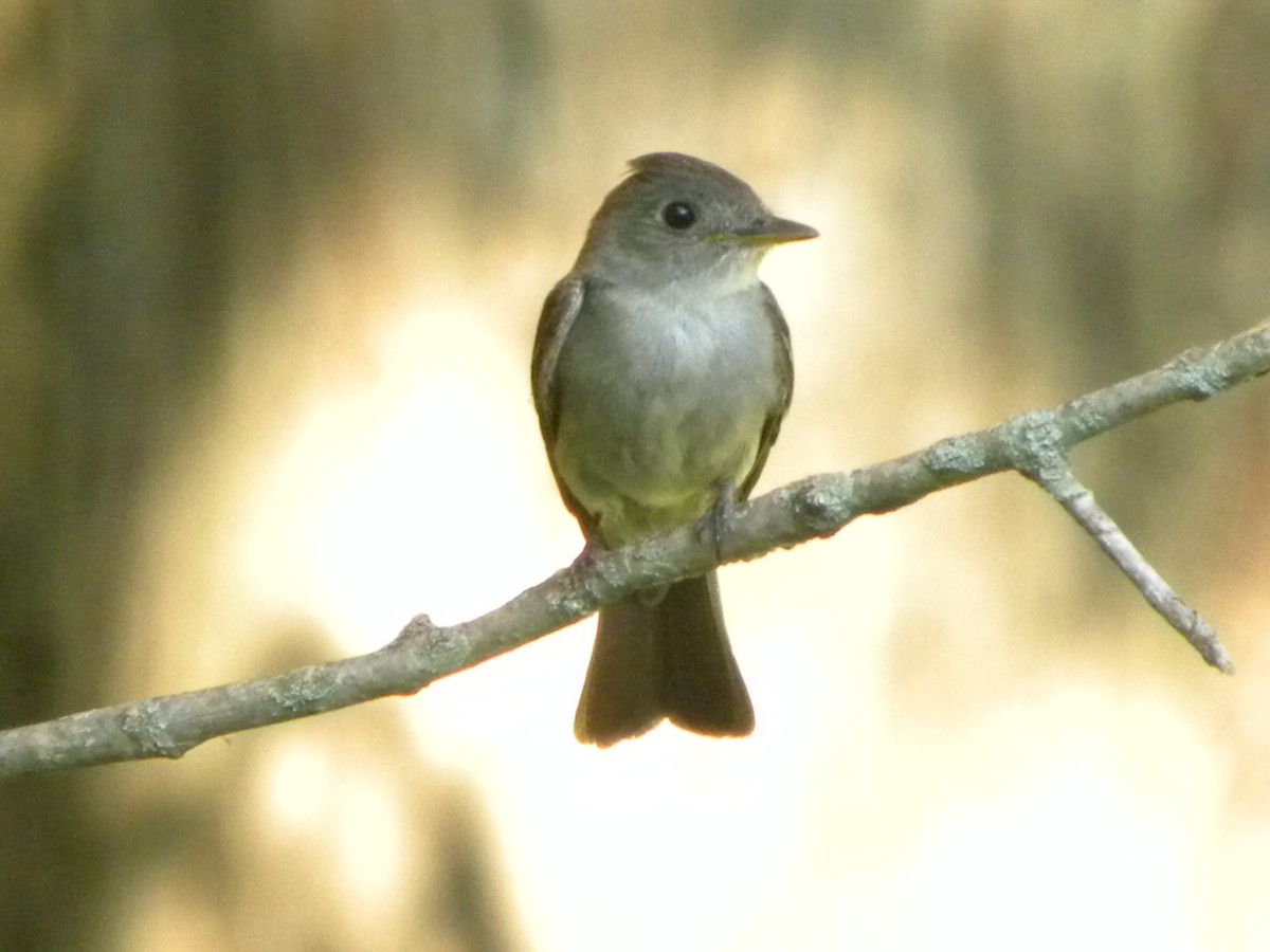 Eastern Wood-Pewee - Martin Stoner