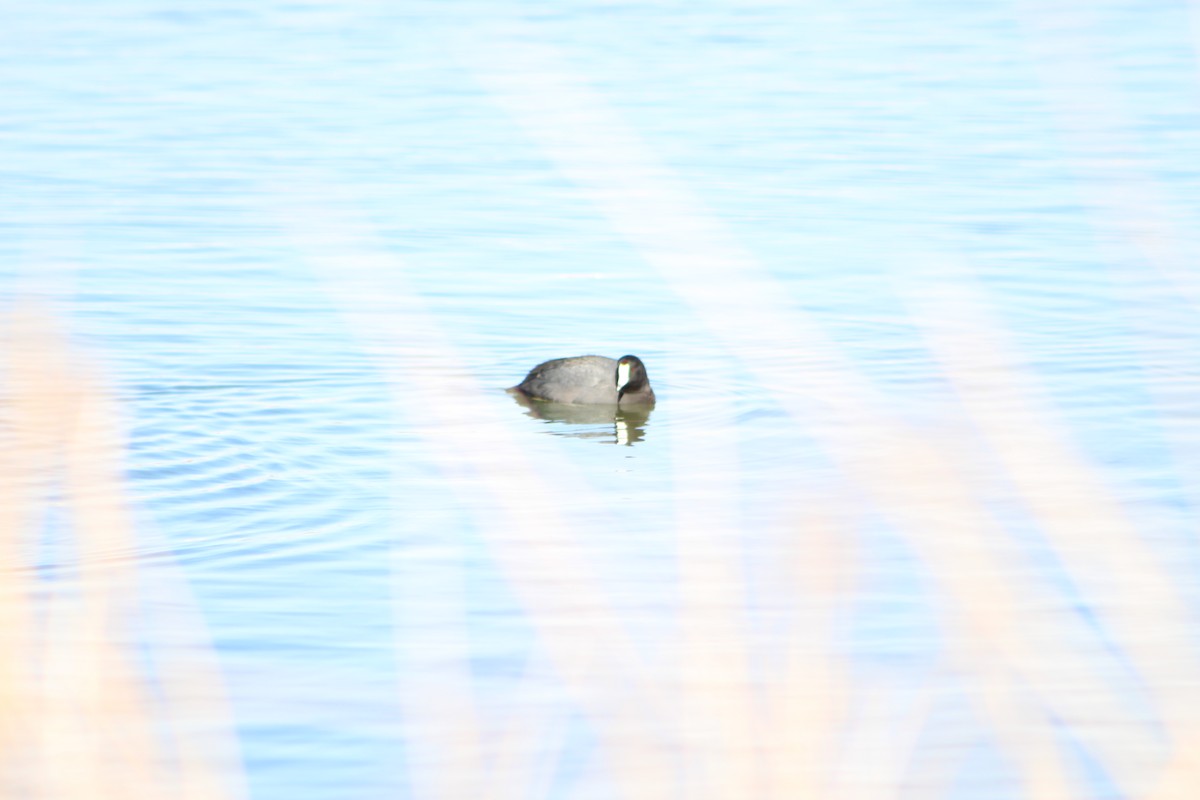 American Coot - ML82782921