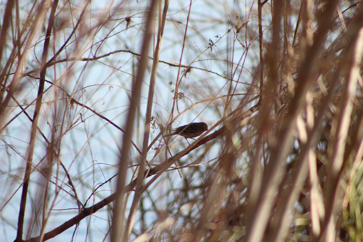 Yellow-rumped Warbler - ML82783251