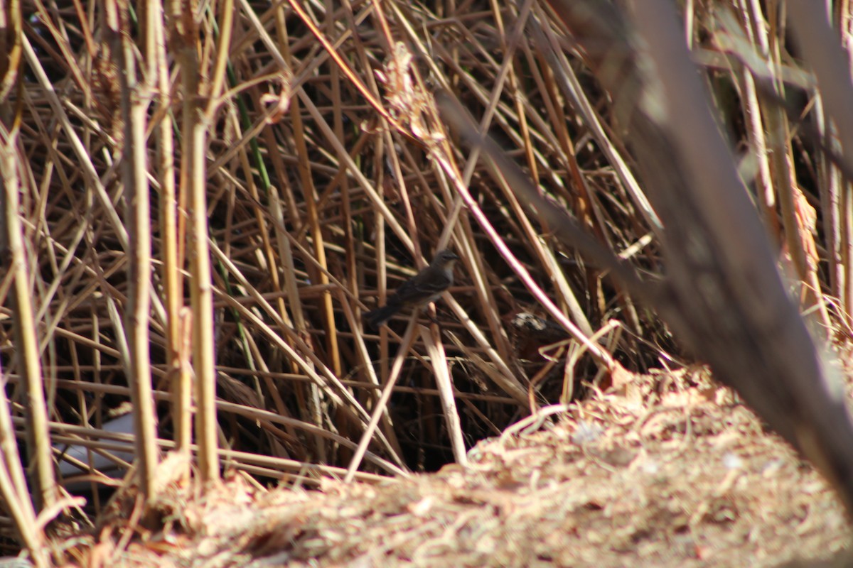 Yellow-rumped Warbler - ML82783311