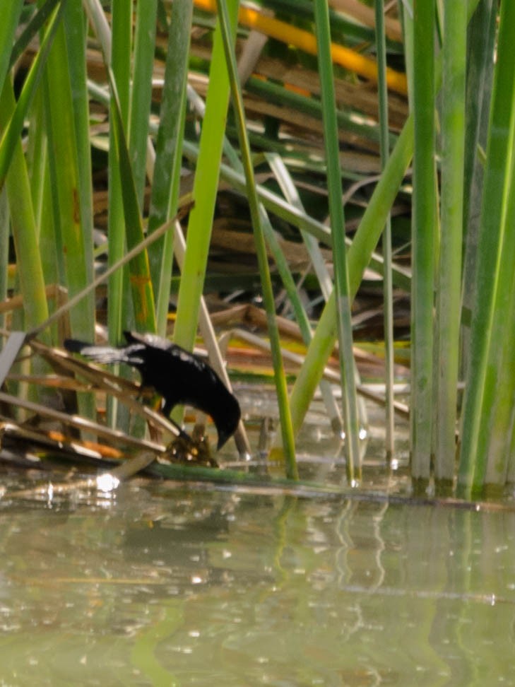 Chestnut-capped Blackbird - Stella Ayala