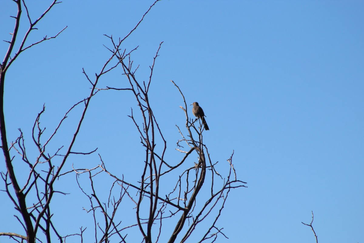 Crissal Thrasher - ML82783661