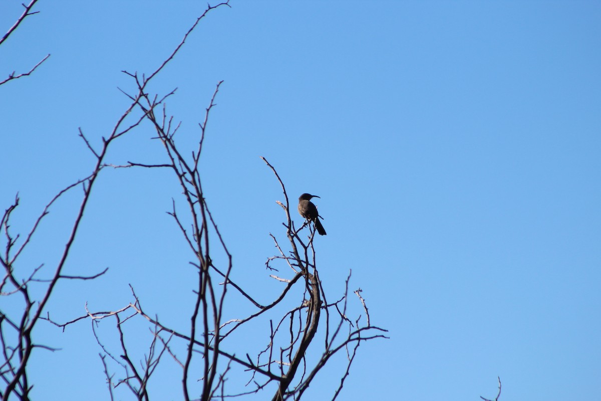 Crissal Thrasher - ML82783681