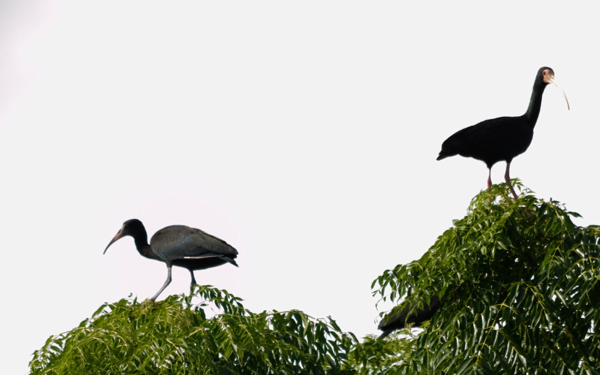 Bare-faced Ibis - ML82784051