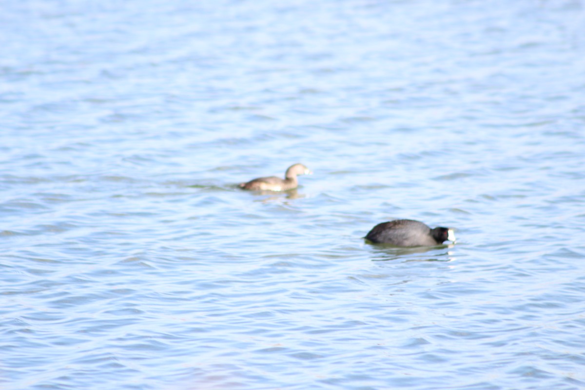 Pied-billed Grebe - ML82784411