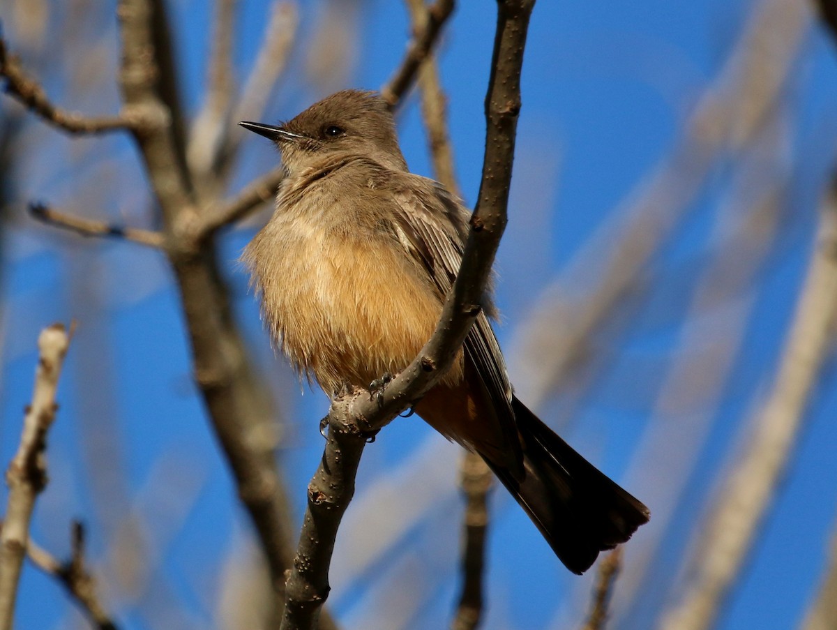 Say's Phoebe - ML82784751